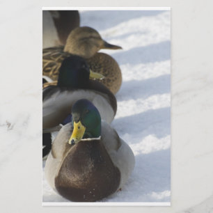 Papelaria Patos