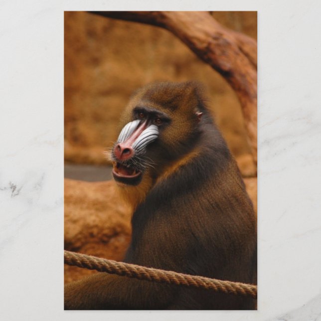 Papelaria Pavian/Baboon (Frente)