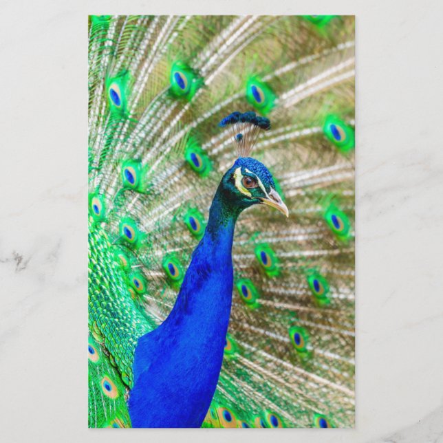 Papelaria Peacock Plumage (Frente)