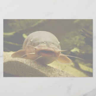 Papelaria Peixe-gato elétrico