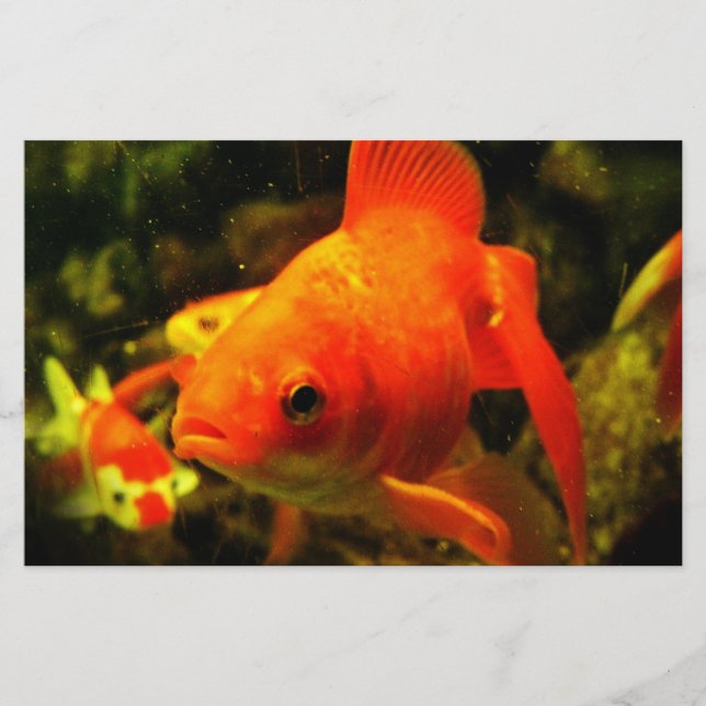 Papelaria peixe ouro (Frente)