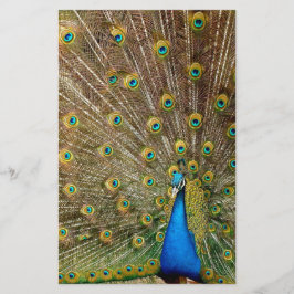 Papelaria Penas da Cauda Peacock
