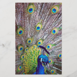 Papelaria Penas de aves de capoeira