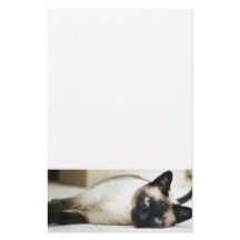 Pet Gato Siamês