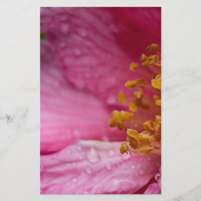 Papelaria Pink Camellia Flower Stamens (Frente)