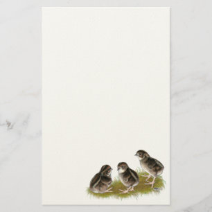 Papelaria Pintinhos das codorniz do Coturnix