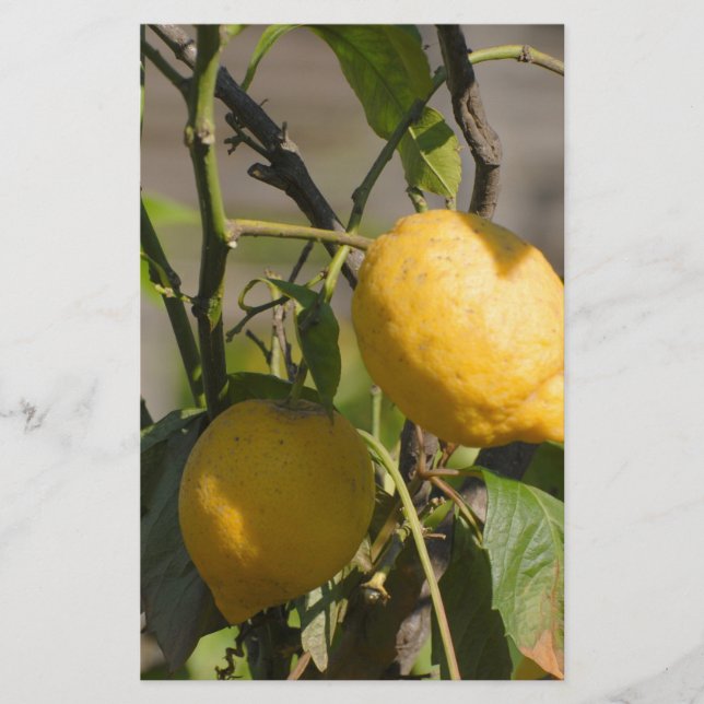 Papelaria Placa gráfica de limão espanhola (Frente)