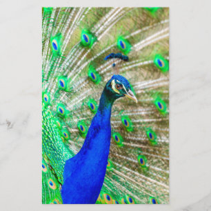 Papelaria Plumagem de Peacock