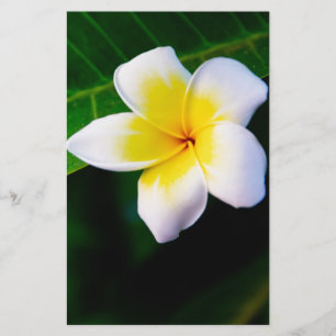 Papelaria Plumeria