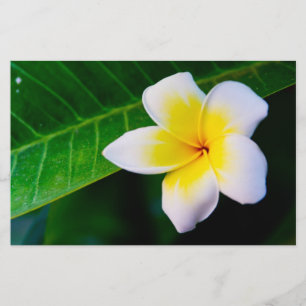 Papelaria plumeria