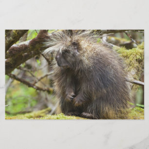 Papelaria Porcupina determinada