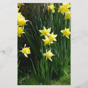 Papelaria Primavera Daffodilos