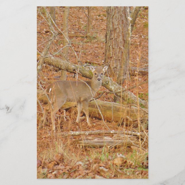 Papelaria Primeiro inverno do Baby Deer (Frente)