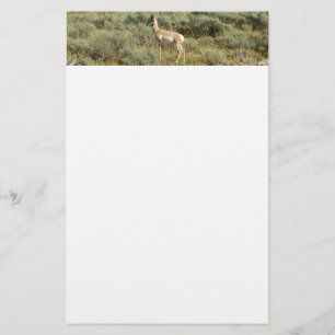 Papelaria Pronghorn no Grand Teton National Park