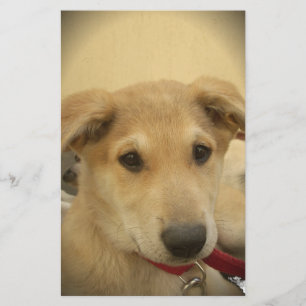 Papelaria Puppy Love: Melhor Amigo do Homem