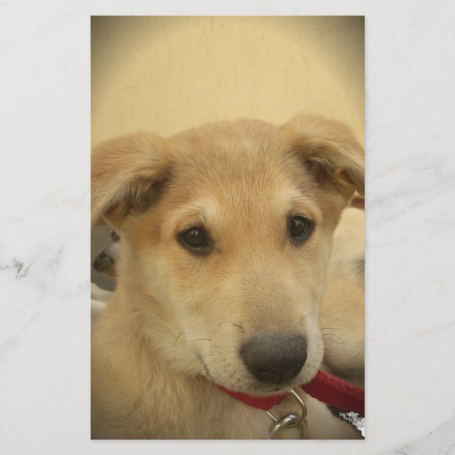 Papelaria Puppy Love: Melhor Amigo do Homem (Frente)