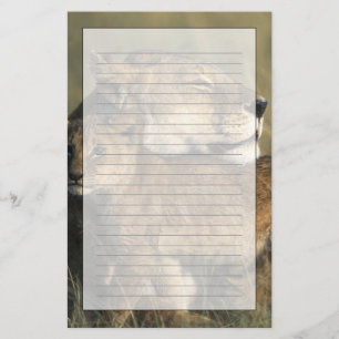 Papelaria Quênia, Reserva de Caça Masai Mara, Leoa