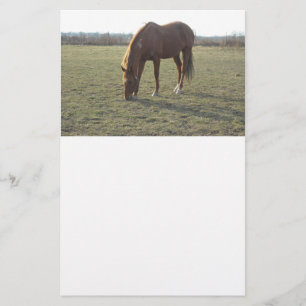 Papelaria Raça de Cavalo