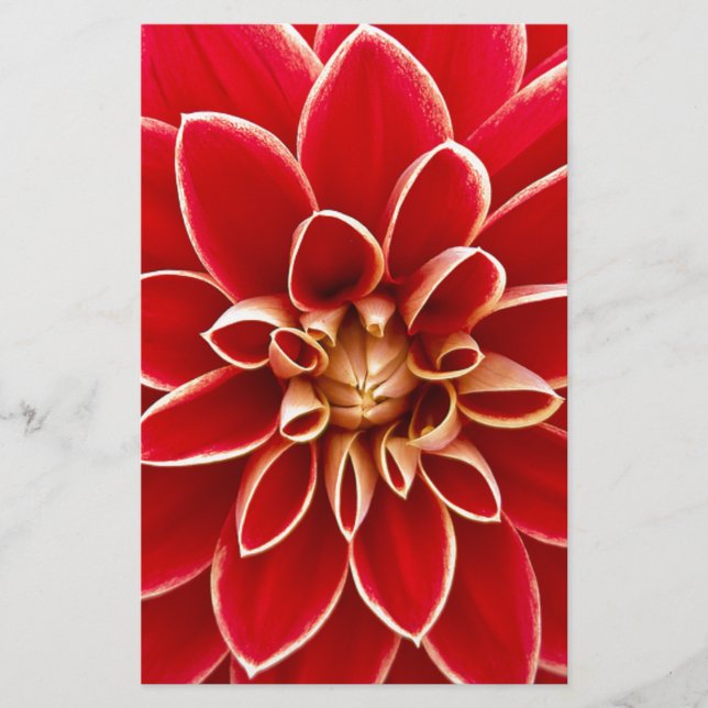 Papelaria Red Dahlia (Frente)