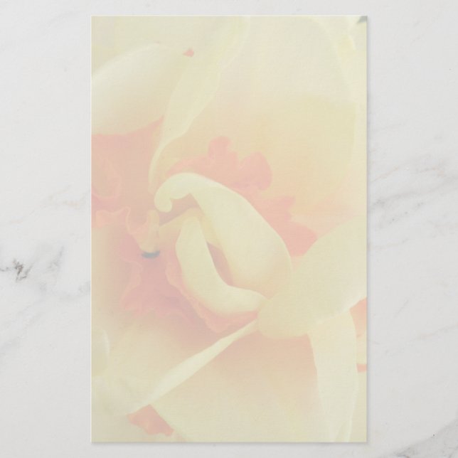Papelaria Rico Daffodil Stationery (Frente)