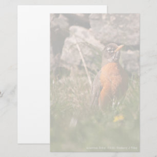 Papelaria Robin Americano