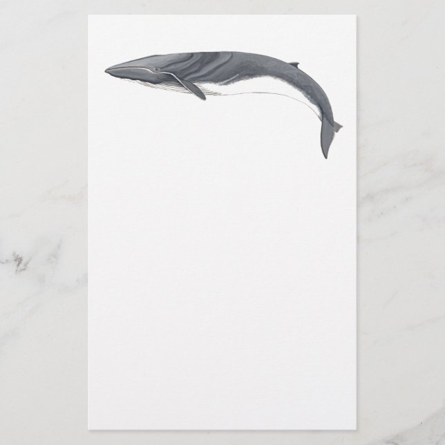 Papelaria Rorcual comun (Frente)