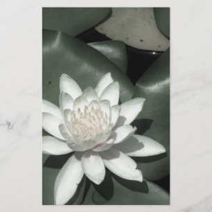 Papelaria rosa claro branca lotus water lily flower