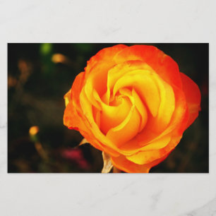 Papelaria Rosa laranja