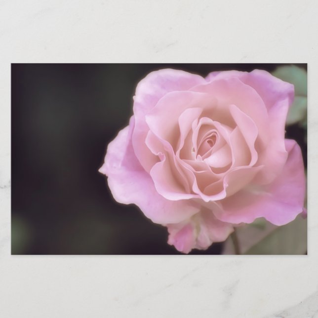 Papelaria Rosa rosa magnífica (Frente)