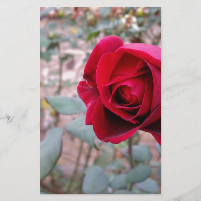 Papelaria Rosa vermelha de outono (Frente)