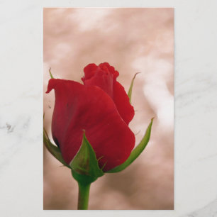 Papelaria Rosa vermelha solteiro