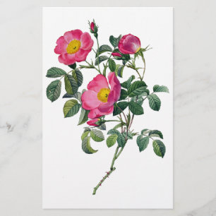 Papelaria Rosas de Pierre Joseph Redoute
