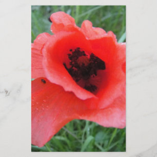 Papelaria Roter Mohnblumenkelch