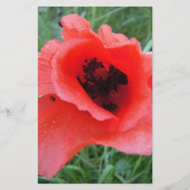 Papelaria Roter Mohnblumenkelch (Frente)