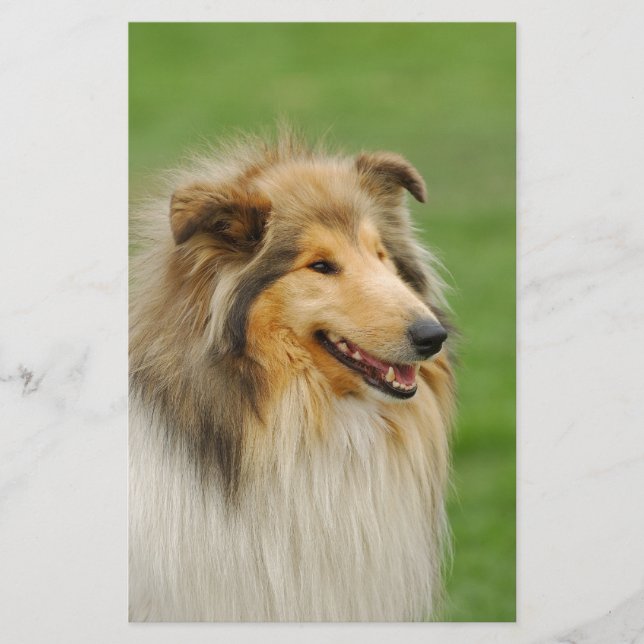 Papelaria Rough Collie (Frente)