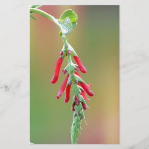 Papelaria Sage Bloom de Abacaxi