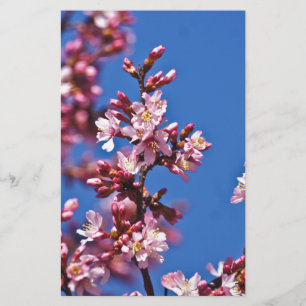 Papelaria Sakura Cherry Blossoms tocando azul
