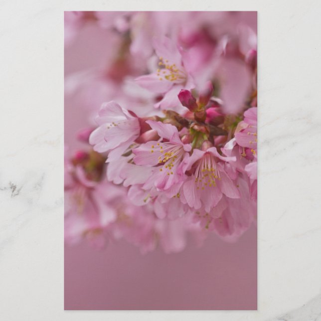Papelaria Sakura Flores de Cerejeira Rosa Pálido Reflexos (Frente)