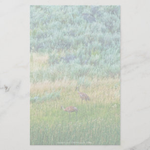 Papelaria Sandhill Cranes