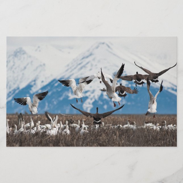 Papelaria Scattering Geese (Frente)