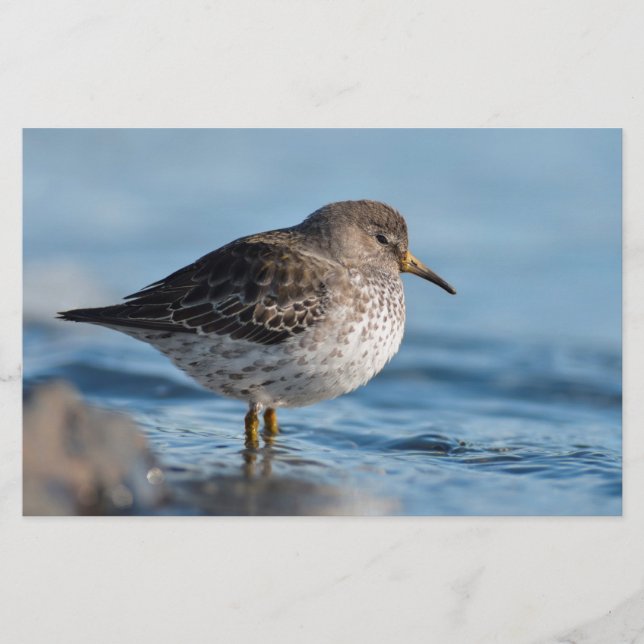 Papelaria Searing Rock Sandpiper (Frente)