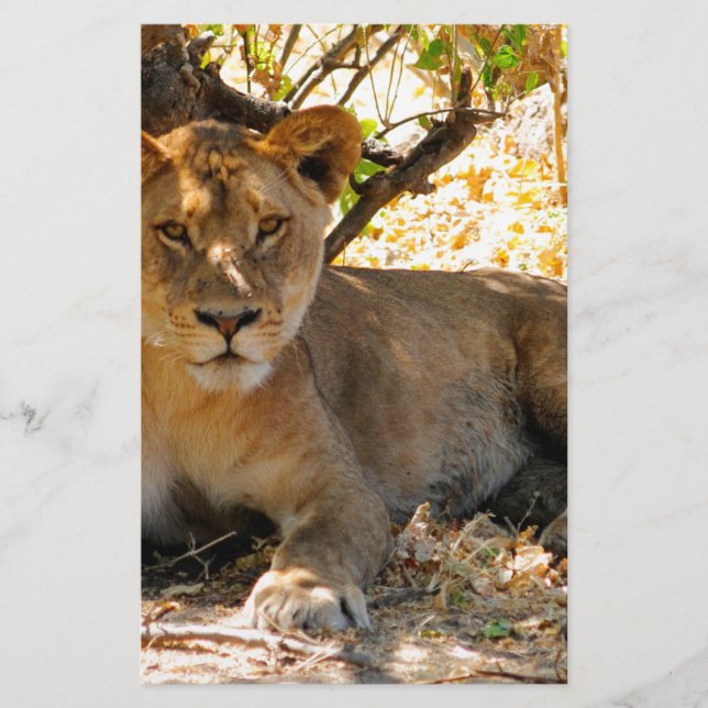 Papelaria Siesta Time (Frente)