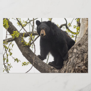 Papelaria Subindo Urso Negro