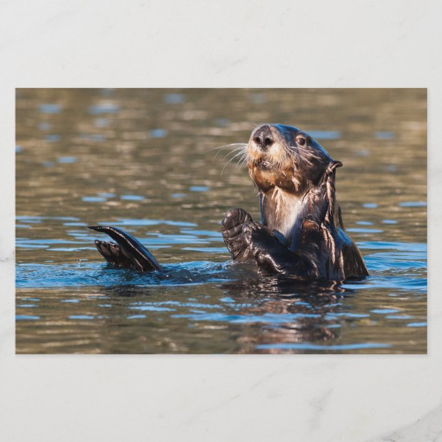 Papelaria Sunny Sea Otter (Frente)