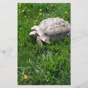 Papelaria Tartaruga africana do sulcata