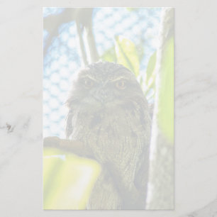 Papelaria Tawny não é coruja