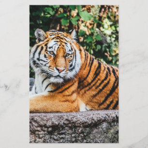 Papelaria Tigre