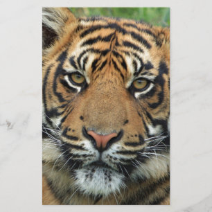Papelaria Tigre