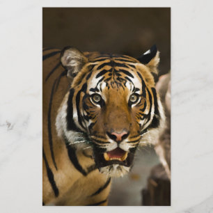 Papelaria Tigre Siberiano