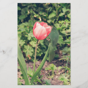 Papelaria Tulipa